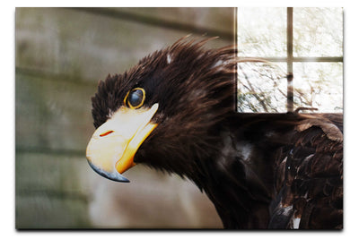 Golden Eagle Side Profile - Acrylic Print - Wildlife Category