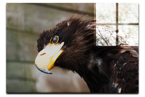 Golden Eagle Side Profile - Acrylic Print - Wildlife Category