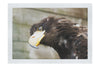 Golden Eagle Side Profile - Fine Art Print - Wildlife Category