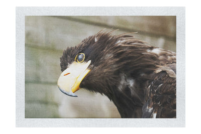 Golden Eagle Side Profile - Fine Art Print - Wildlife Category