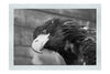 Golden Eagle Side Profile - Monochrome Fine Art Print - Wildlife Category