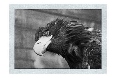 Golden Eagle Side Profile - Monochrome Fine Art Print - Wildlife Category
