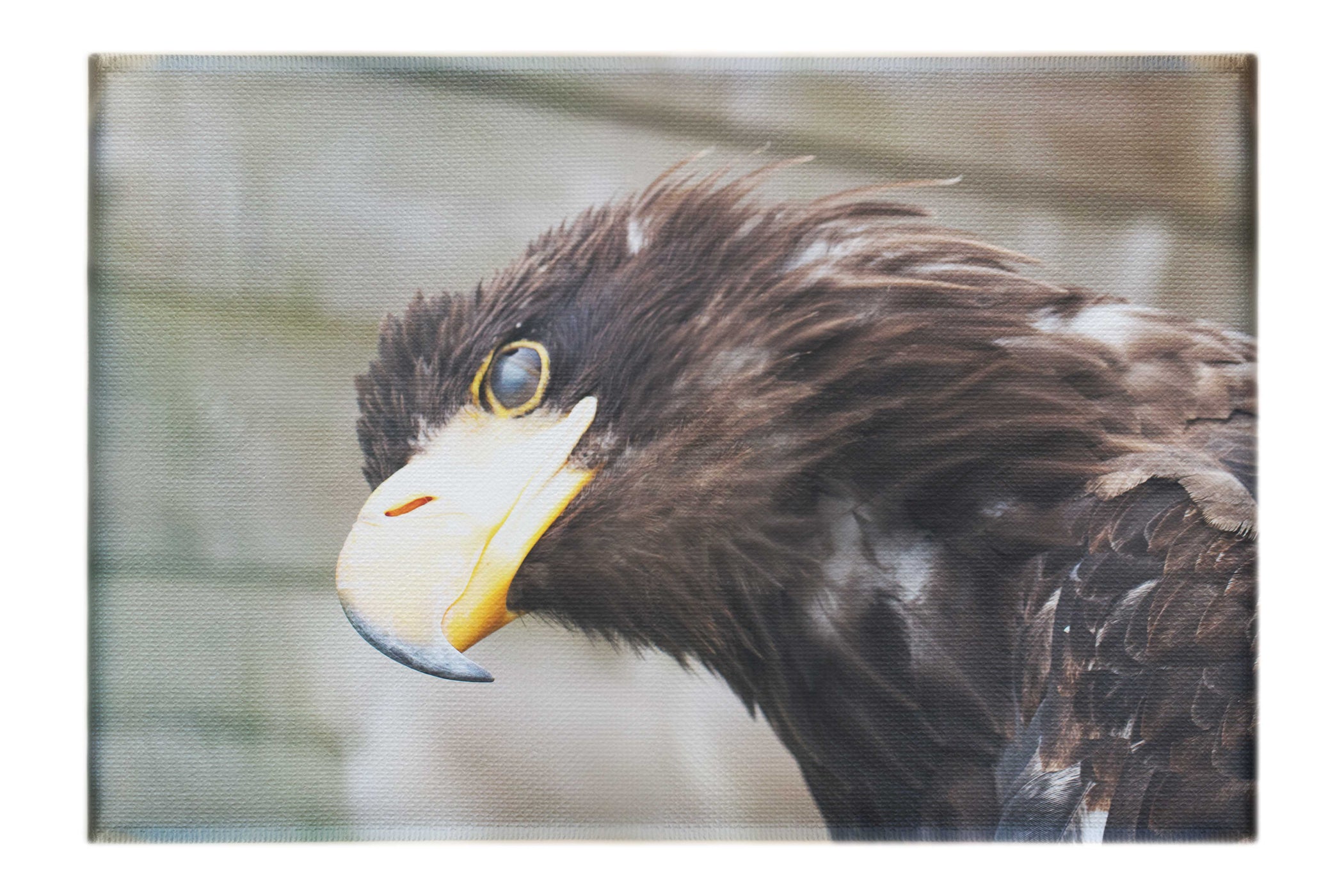 Golden Eagle Side Profile - Canvas Print - Wildlife Category
