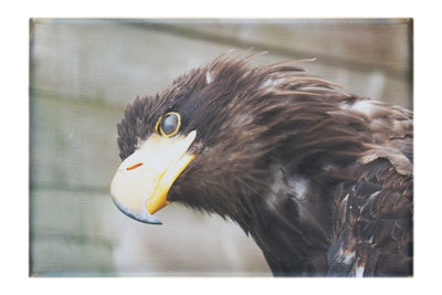 Golden Eagle Side Profile - Canvas Print - Wildlife Category