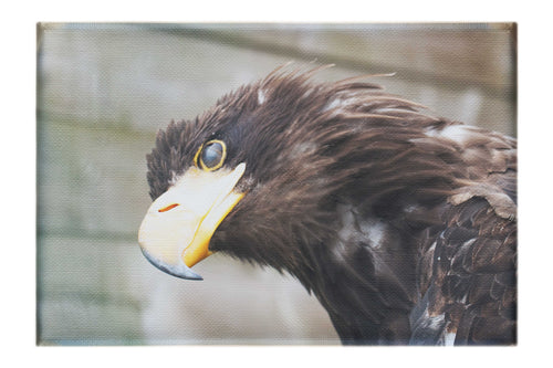 Golden Eagle Side Profile - Canvas Print - Wildlife Category