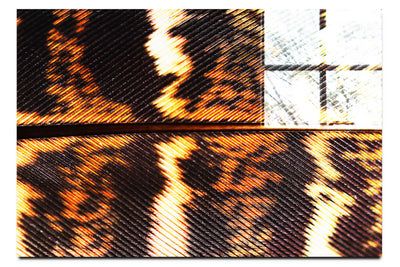 Golden Pheasant Feather - Acrylic Print - Creative Category