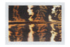 Golden Pheasant Feather - Fine Art Print - Creative Category