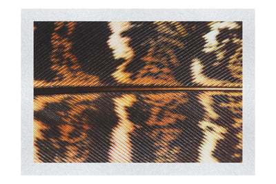 Golden Pheasant Feather - Fine Art Print - Creative Category