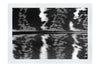 Golden Pheasant Feather - Monochrome Fine Art Print - Creative Category