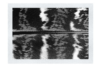 Golden Pheasant Feather - Monochrome Fine Art Print - Creative Category