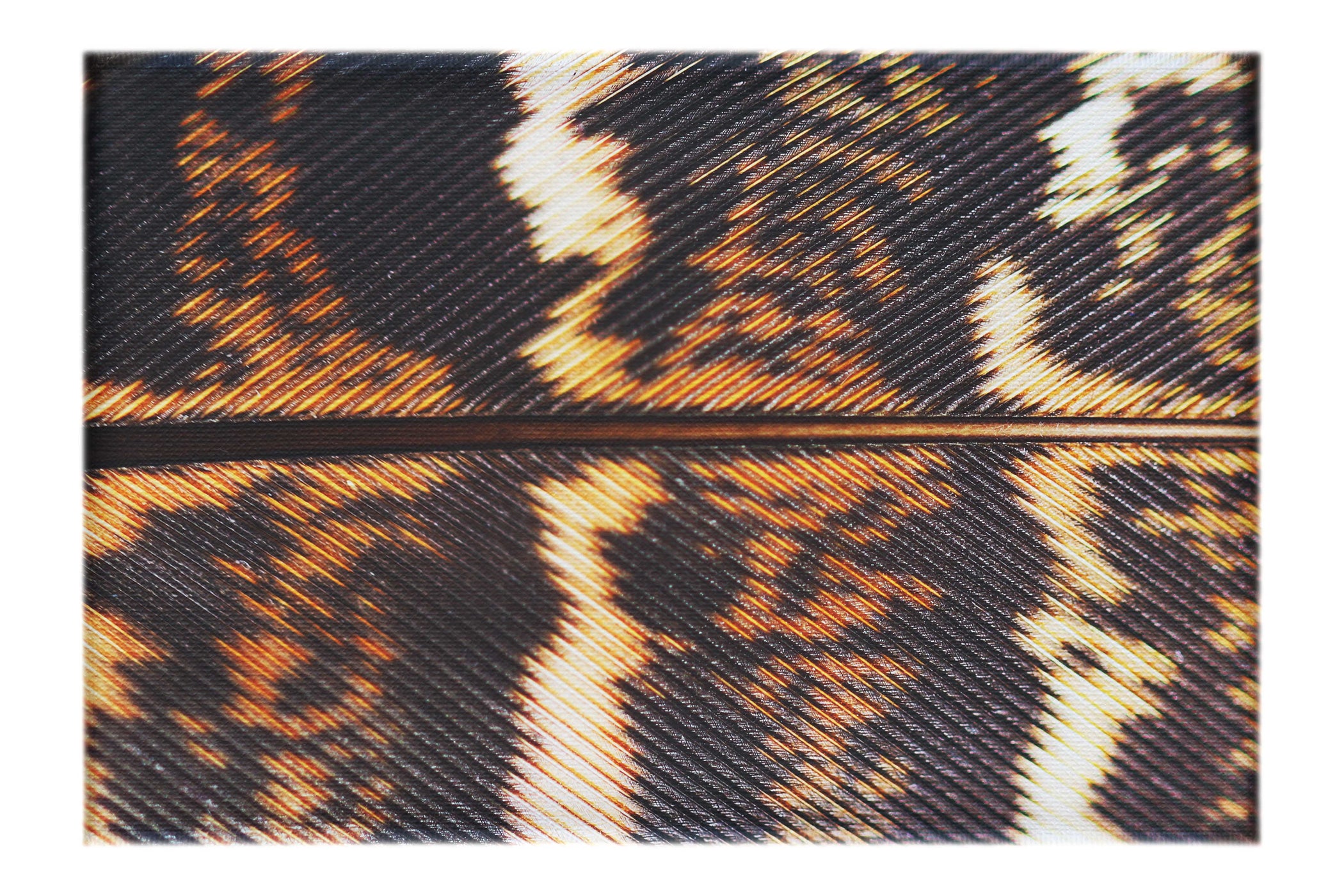 Golden Pheasant Feather - Canvas Print - Creative Category