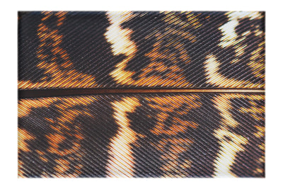 Golden Pheasant Feather - Canvas Print - Creative Category