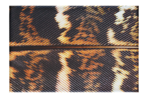 Golden Pheasant Feather - Canvas Print - Creative Category