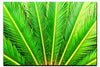 Cycas Revoluta - Acrylic Print - Flowers & Plants Category