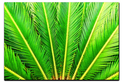 Cycas Revoluta - Acrylic Print - Flowers & Plants Category