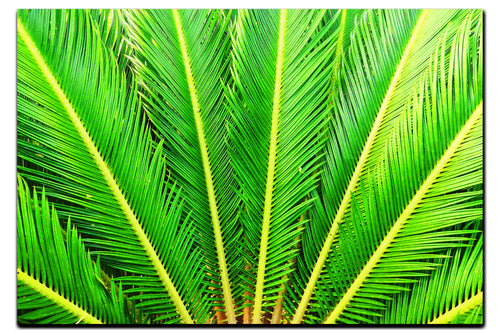 Cycas Revoluta - Acrylic Print - Flowers & Plants Category