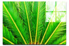Cycas Revoluta - Acrylic Print - Flowers & Plants Category