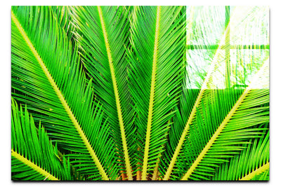 Cycas Revoluta - Acrylic Print - Flowers & Plants Category