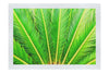 Cycas Revoluta - Fine Art Print - Flowers & Plants Category