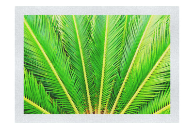 Cycas Revoluta - Fine Art Print - Flowers & Plants Category