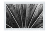 Cycas Revoluta - Monochrome Fine Art Print - Flowers & Plants Category