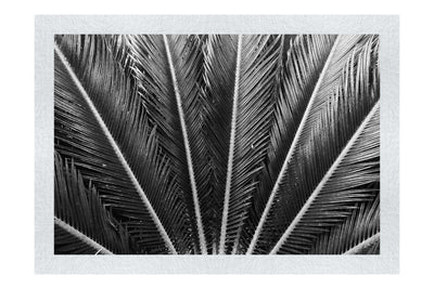 Cycas Revoluta - Monochrome Fine Art Print - Flowers & Plants Category
