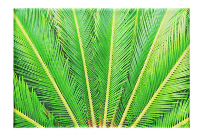 Cycas Revoluta - Canvas Print - Flowers & Plants Category
