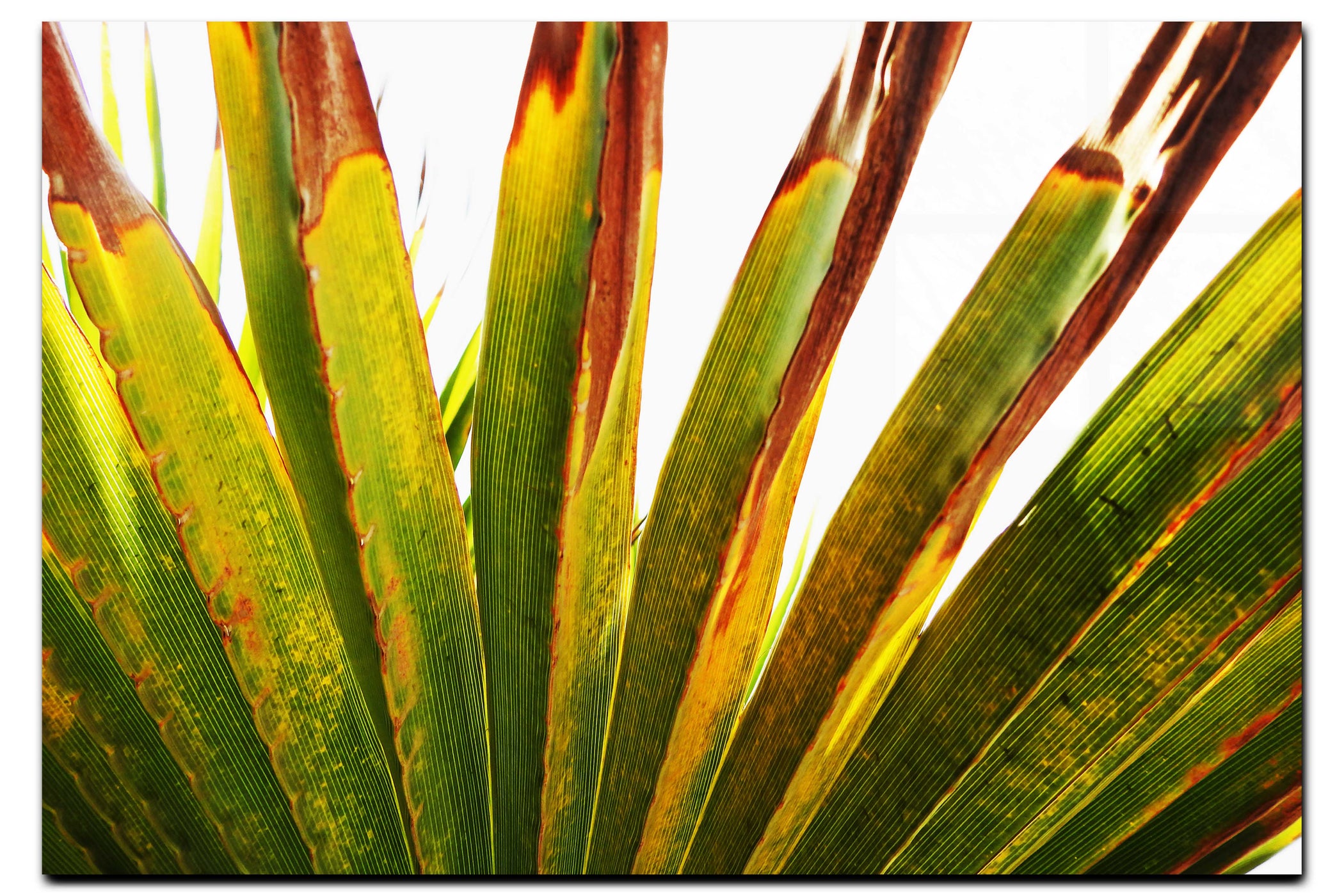 Green Fan Plant Weathered - Acrylic Print - Flowers & Plants Category