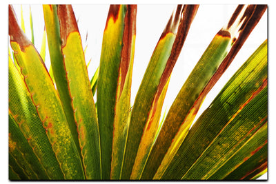 Green Fan Plant Weathered - Acrylic Print - Flowers & Plants Category