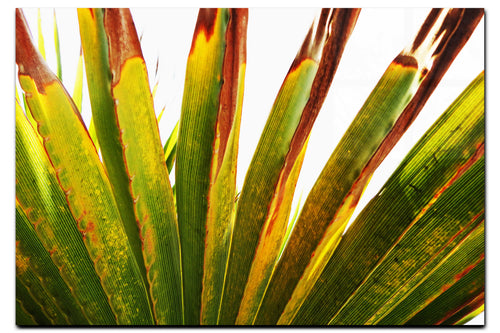 Green Fan Plant Weathered - Acrylic Print - Flowers & Plants Category