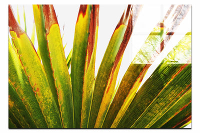 Green Fan Plant Weathered - Acrylic Print - Flowers & Plants Category