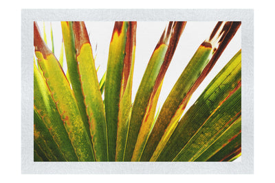 Green Fan Plant Weathered - Fine Art Print - Flowers & Plants Category
