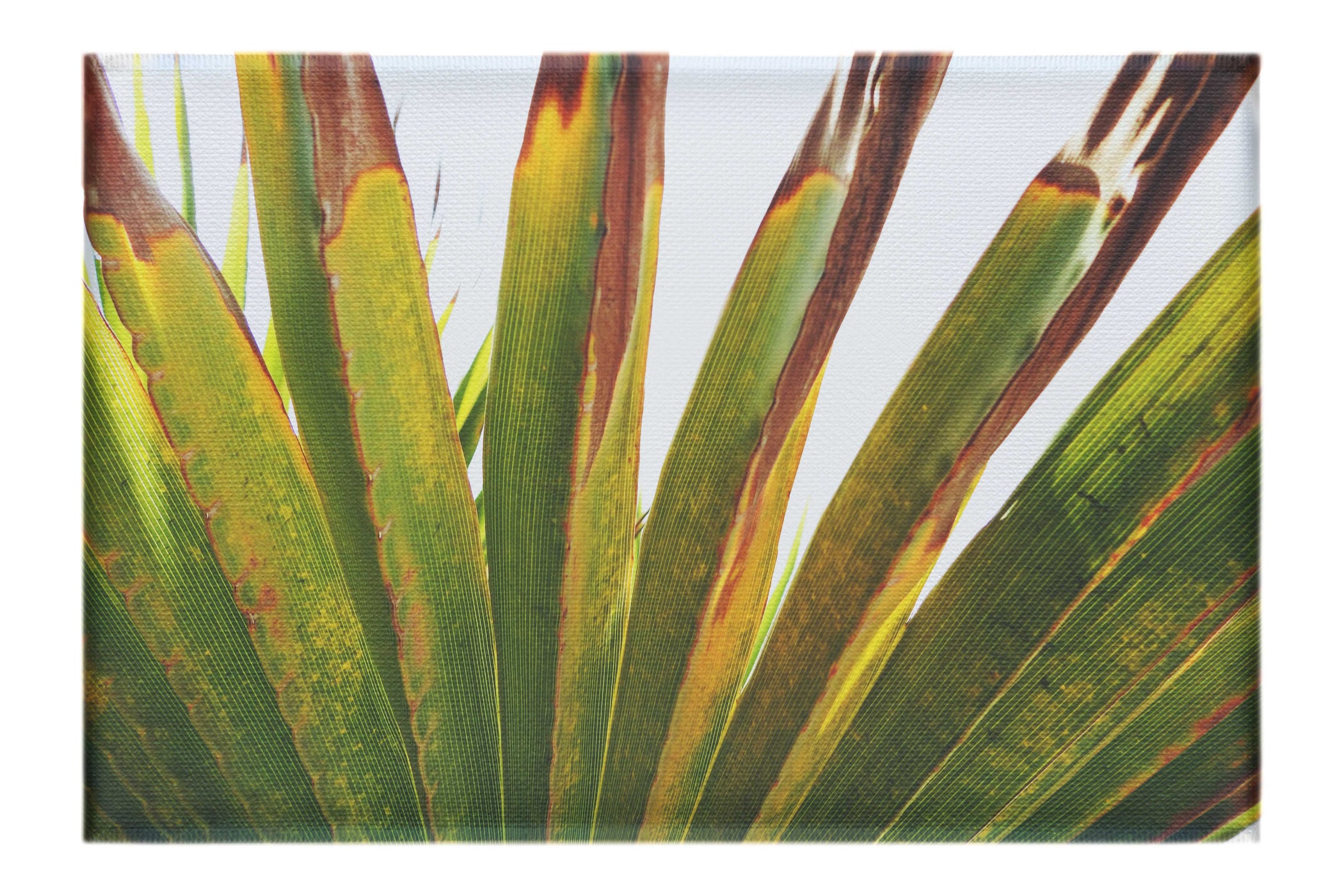 Green Fan Plant Weathered - Canvas Print - Flowers & Plants Category