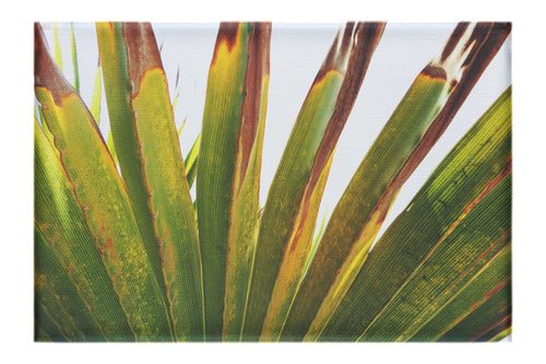 Green Fan Plant Weathered - Canvas Print - Flowers & Plants Category