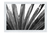 Green Fan Plant Weathered - Monochrome Fine Art Print - Flowers & Plants Category