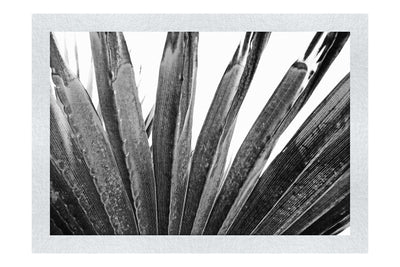 Green Fan Plant Weathered - Monochrome Fine Art Print - Flowers & Plants Category