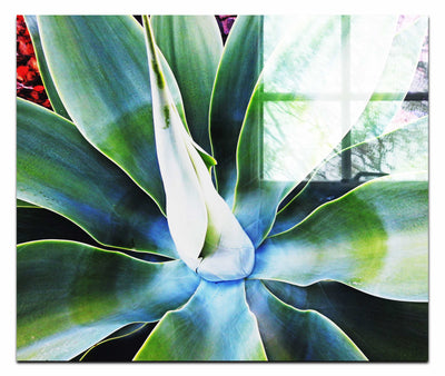 Green Macro Star Plant - Acrylic Print - Flowers & Plants Category