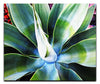 Green Macro Star Plant - Acrylic Print - Flowers & Plants Category