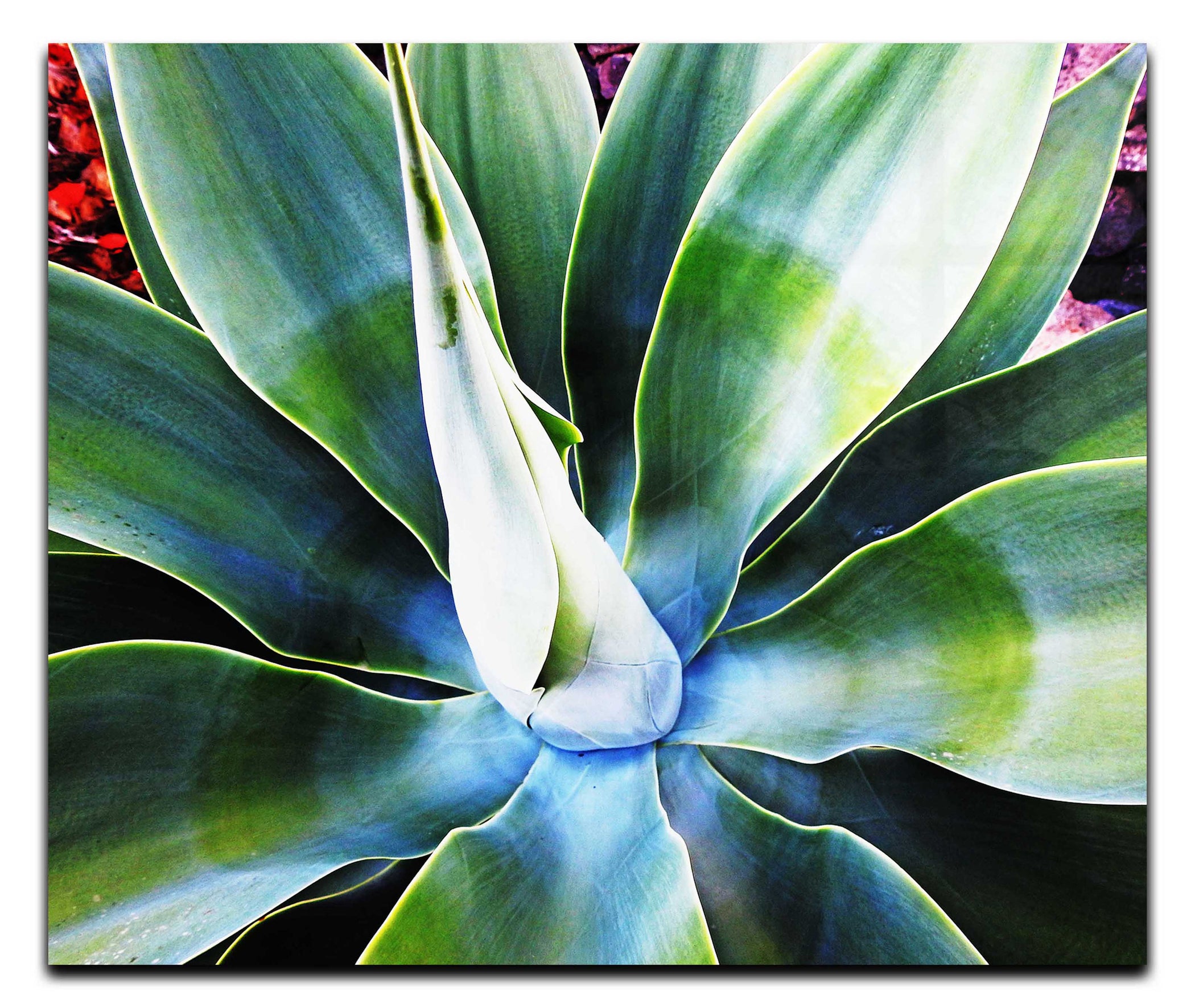 Green Macro Star Plant - Acrylic Print - Flowers & Plants Category