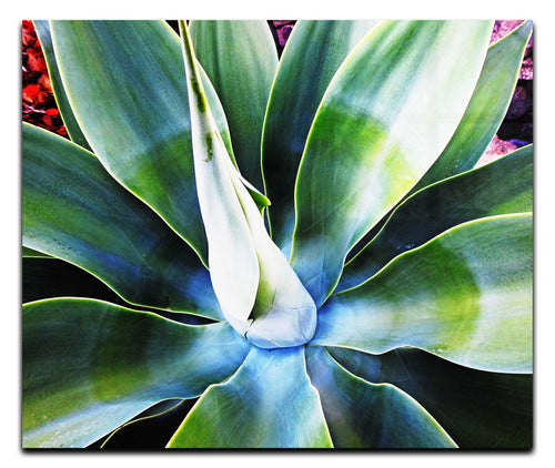 Green Macro Star Plant - Acrylic Print - Flowers & Plants Category