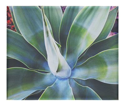 Green Macro Star Plant - Canvas Print - Flowers & Plants Category
