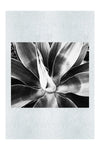 Green Macro Star Plant - Monochrome Fine Art Print - Flowers & Plants Category