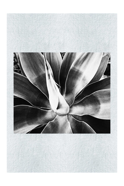 Green Macro Star Plant - Monochrome Fine Art Print - Flowers & Plants Category