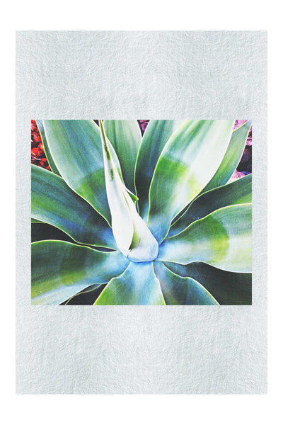 Green Macro Star Plant - Fine Art Print - Flowers & Plants Category