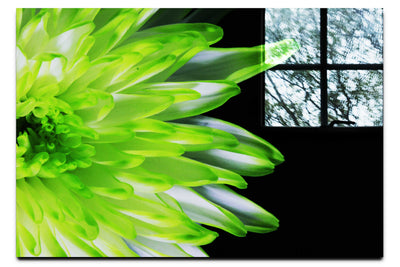 Green Chrysanthemum - Acrylic Print - Flowers & Plants Category