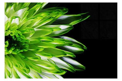 Green Chrysanthemum - Acrylic Print - Flowers & Plants Category