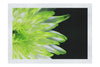 Green Chrysanthemum - Fine Art Print - Flowers & Plants Category