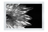 Green Chrysanthemum - Monochrome Fine Art Print - Flowers & Plants Category