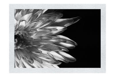 Green Chrysanthemum - Monochrome Fine Art Print - Flowers & Plants Category