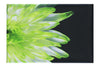Green Chrysanthemum - Canvas Print - Flowers & Plants Category